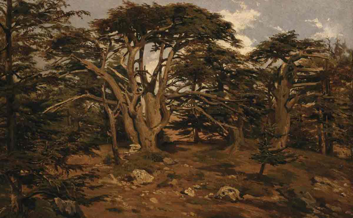 cedre-liban-arbres